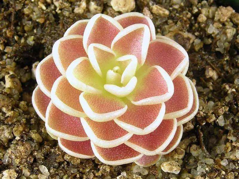 纯真捕虫堇 纯真捕虫堇