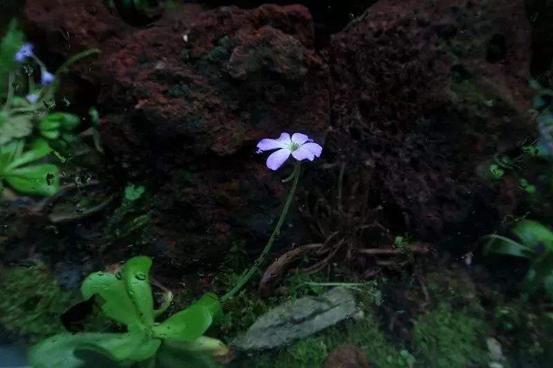 纯真捕虫堇 纯真捕虫堇