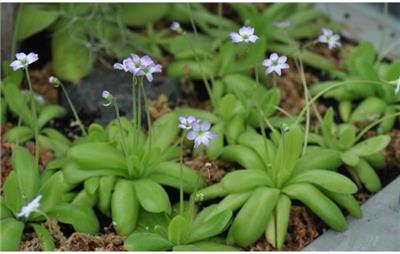 纯真捕虫堇 纯真捕虫堇