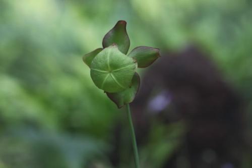 查尔逊瓶子草