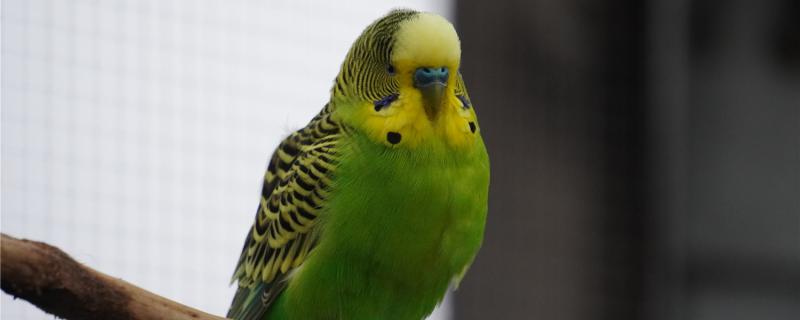 虎皮鹦鹉饿3天会死吗 虎皮鹦鹉饿3天会死吗