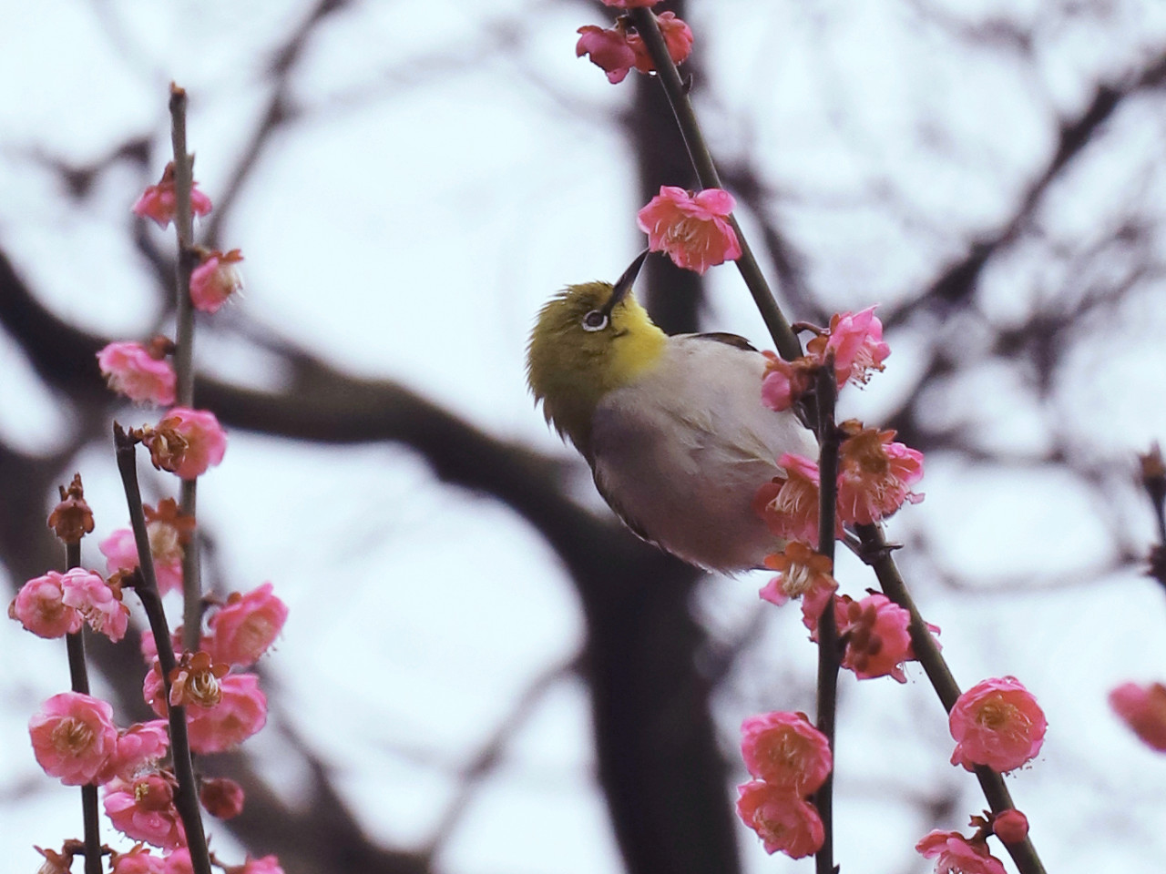 画眉鸟