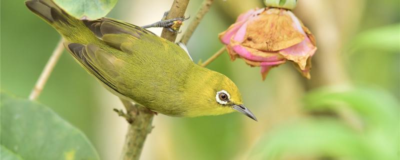 绣眼鸟为什么只养一只 绣眼鸟为什么只养一只