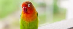 牡丹鹦鹉初次下蛋要注意
