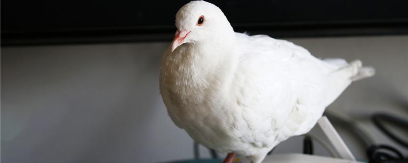 鸽子关在笼子里养方法 鸽子关在笼子里养方法