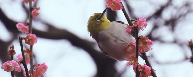 绣眼吃什么虫最好 绣眼吃什么虫最好