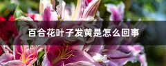 百合花叶子发黄是怎么回事，怎么救