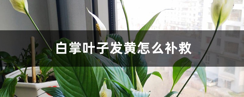 白掌叶子发黄怎么补救