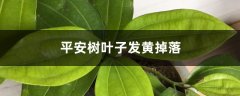 平安树叶子发黄掉落怎么办