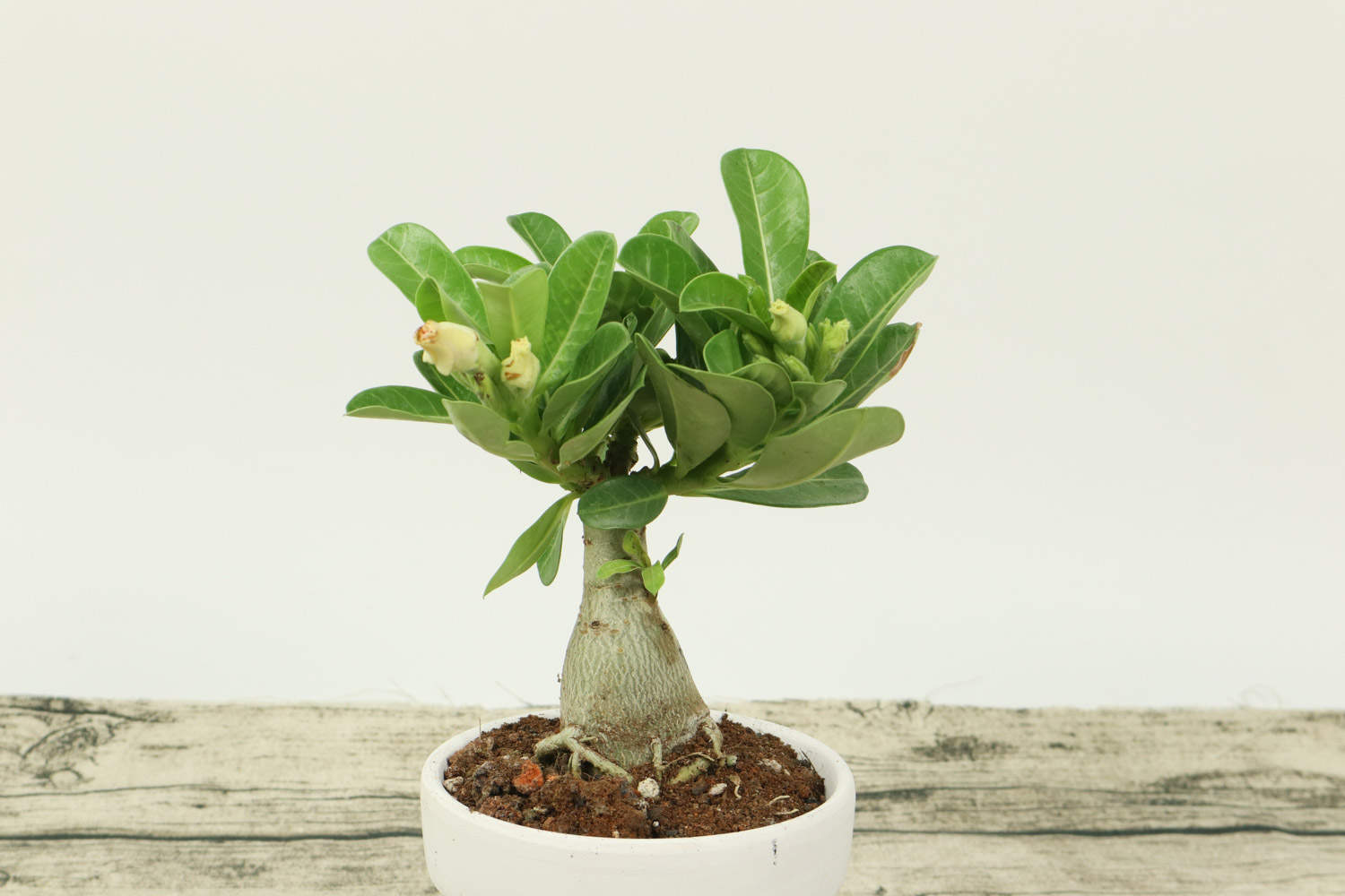 沙漠玫瑰 沙漠玫瑰