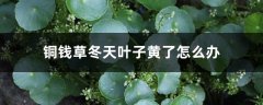 铜钱草冬天叶子黄了怎么办