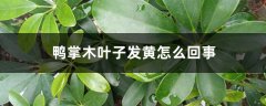 鸭掌木叶子发黄怎么回事