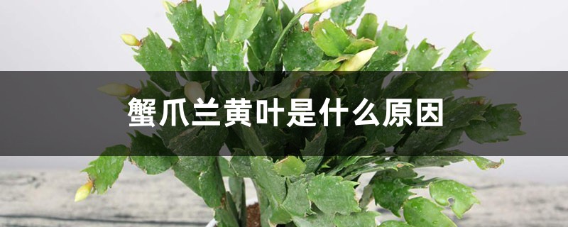 蟹爪兰黄叶是什么原因，用什么补救