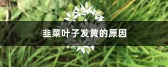 韭菜叶子发黄的原因，韭菜叶子发红还能吃吗