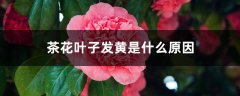 茶花叶子发黄是什么原因，茶花叶子中间一条黄