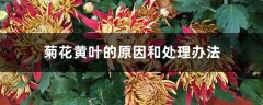 菊花黄叶的原因和处理办法