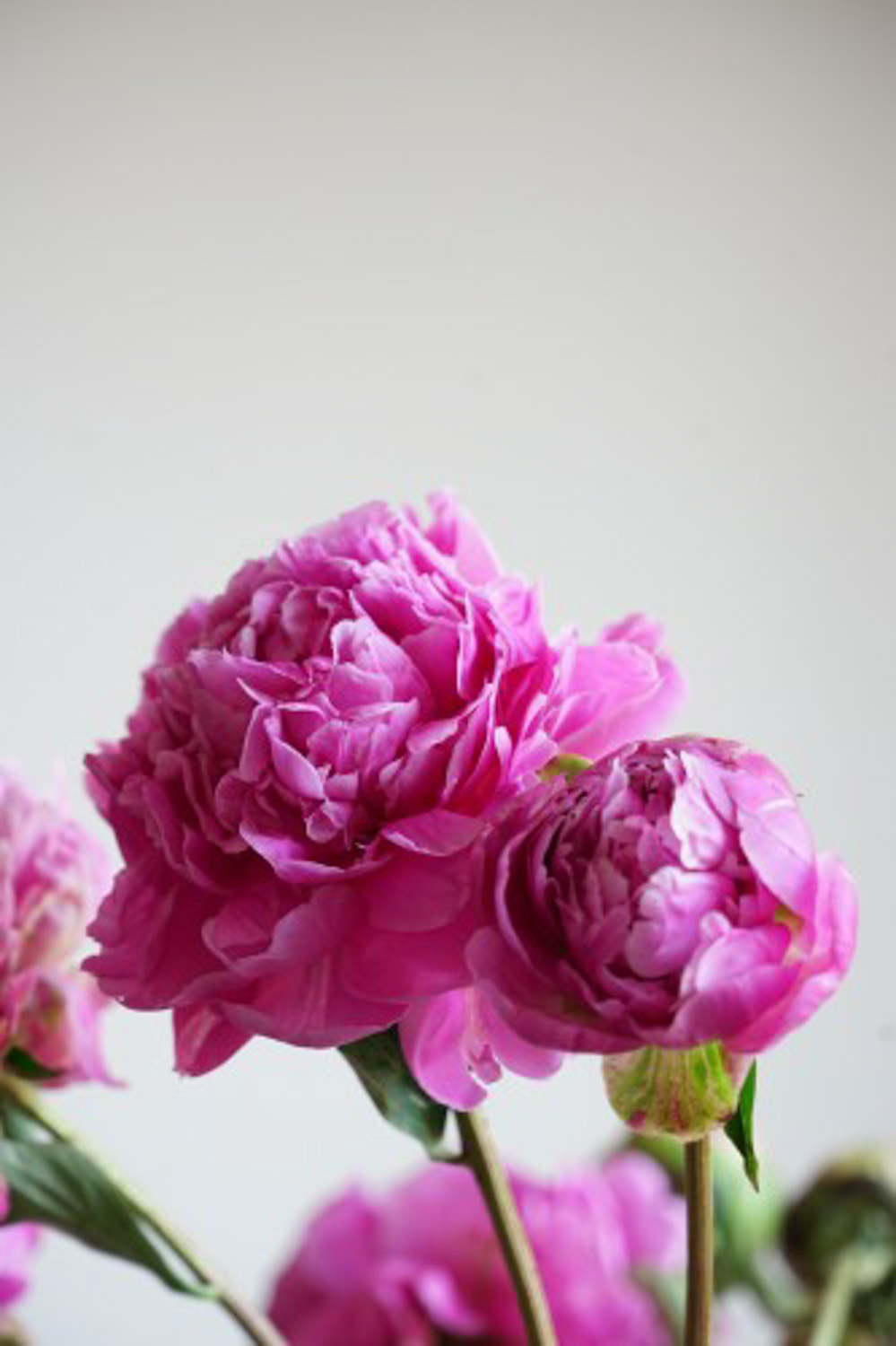 芍药 芍药
