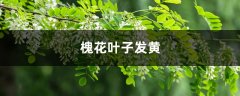 槐花黄叶的原因和处理办法