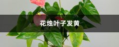 花烛黄叶的原因和处理办法