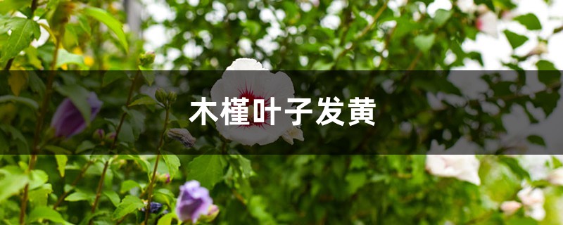 木槿黄叶的原因和处理办法