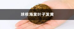 球根海棠黄叶的原因和处理办法