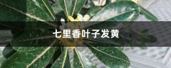 七里香黄叶的原因和处理办法