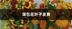 蒲包花黄叶的原因和处理办法