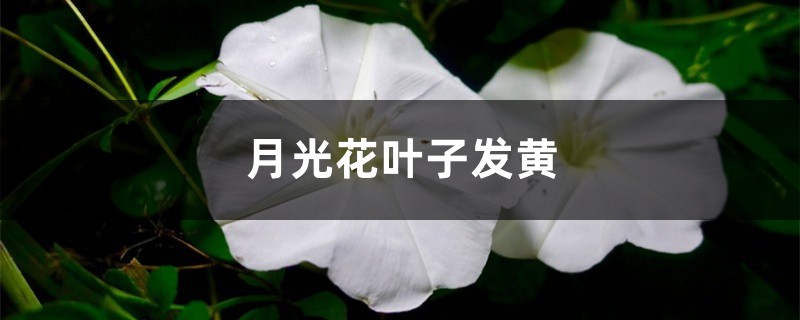 月光花黄叶的原因和处理办法