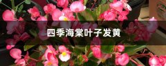 四季海棠黄叶的原因和处理办法