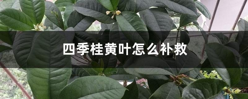 四季桂黄叶的原因和处理办法 四季桂黄叶的原因和处理办法