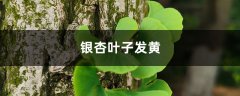 银杏黄叶的原因和处理办法