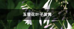 玉簪花黄叶的原因和处理办法