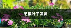 芝樱黄叶的原因和处理办法