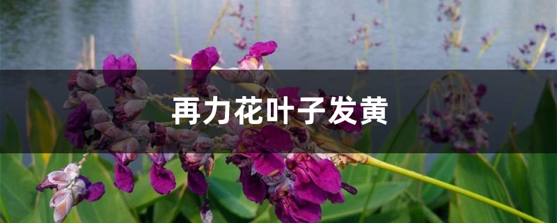 再力花黄叶的原因和处理办法