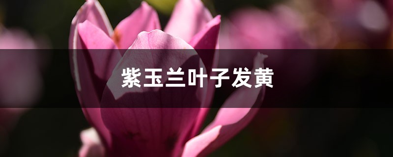 紫玉兰黄叶的原因和处理办法