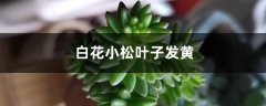 白花小松叶子发黄怎么办