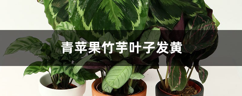 青苹果竹芋叶子发黄怎么办