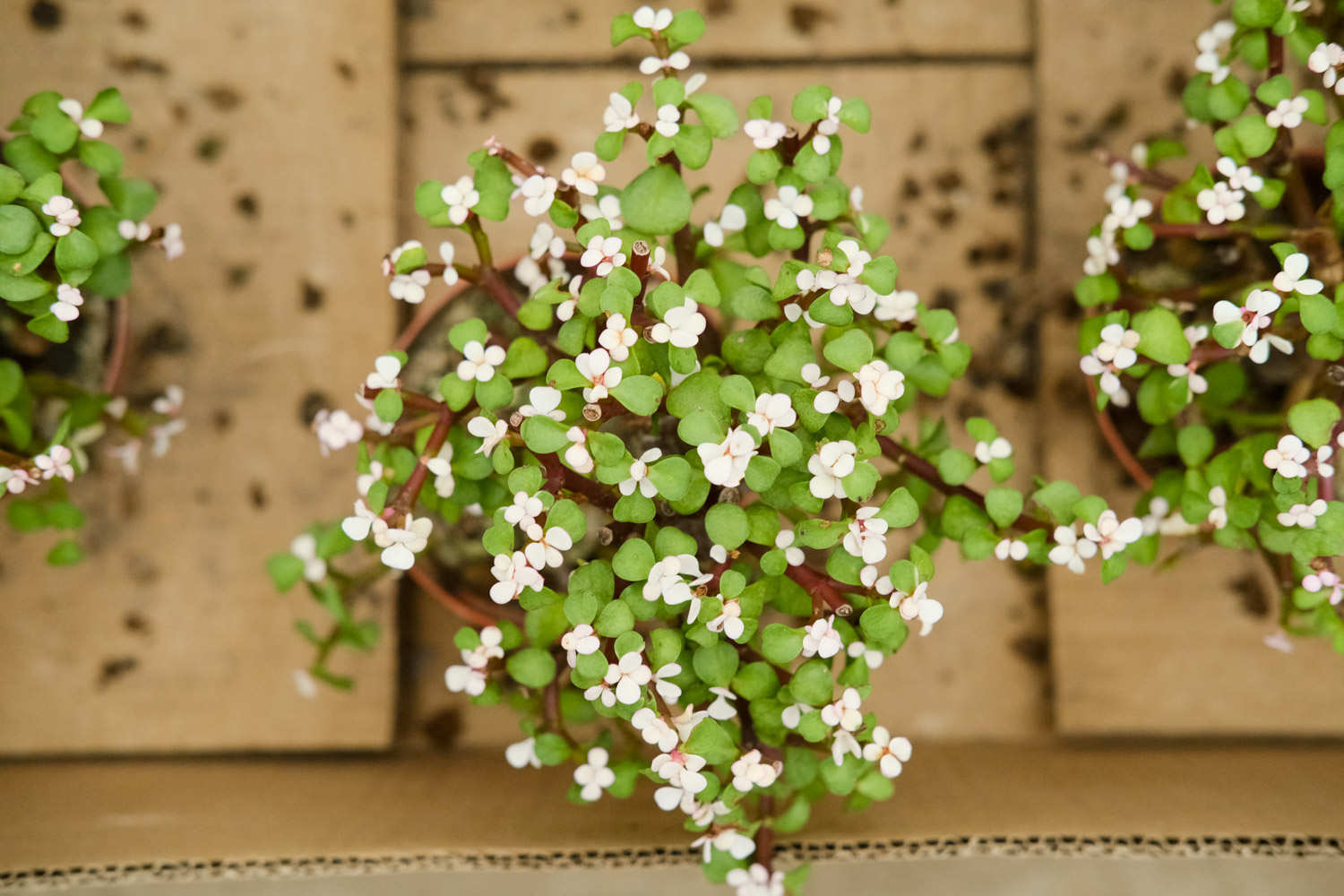 金枝玉叶 金枝玉叶