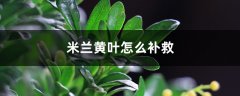 米兰花黄叶的原因和处理办法