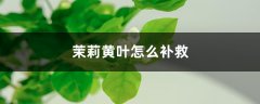 茉莉花黄叶的原因和处理办法