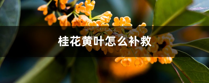 桂花黄叶的原因和处理办法