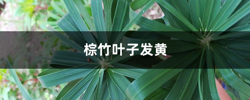 棕竹黄叶的原因和处理办法