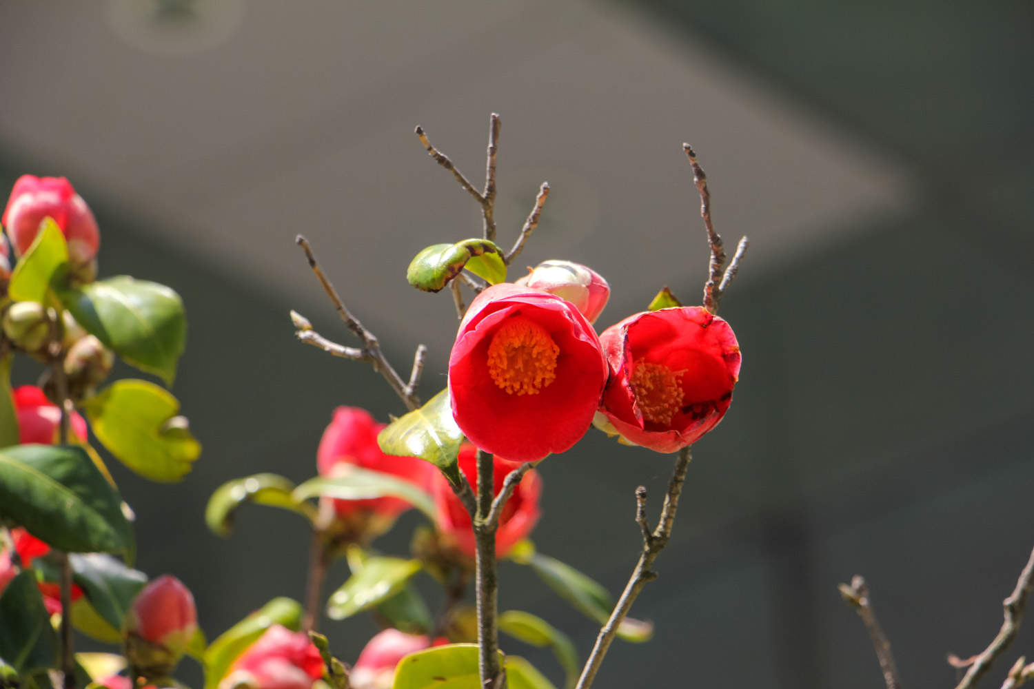 茶花