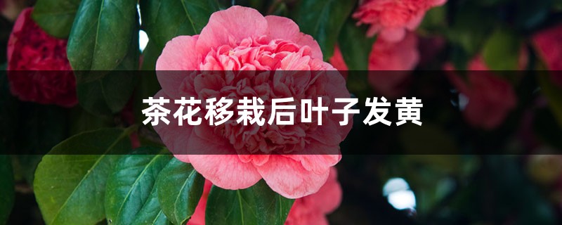 茶花移栽后叶子发黄怎么回事