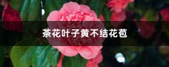 茶花叶子黄不结花苞怎么办