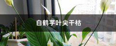 白鹤芋叶尖干枯怎么办