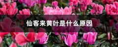 仙客来黄叶是什么原因