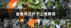 金鱼吊兰叶子上有黄斑怎么解决