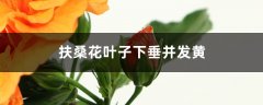 扶桑花叶子下垂并发黄怎么办