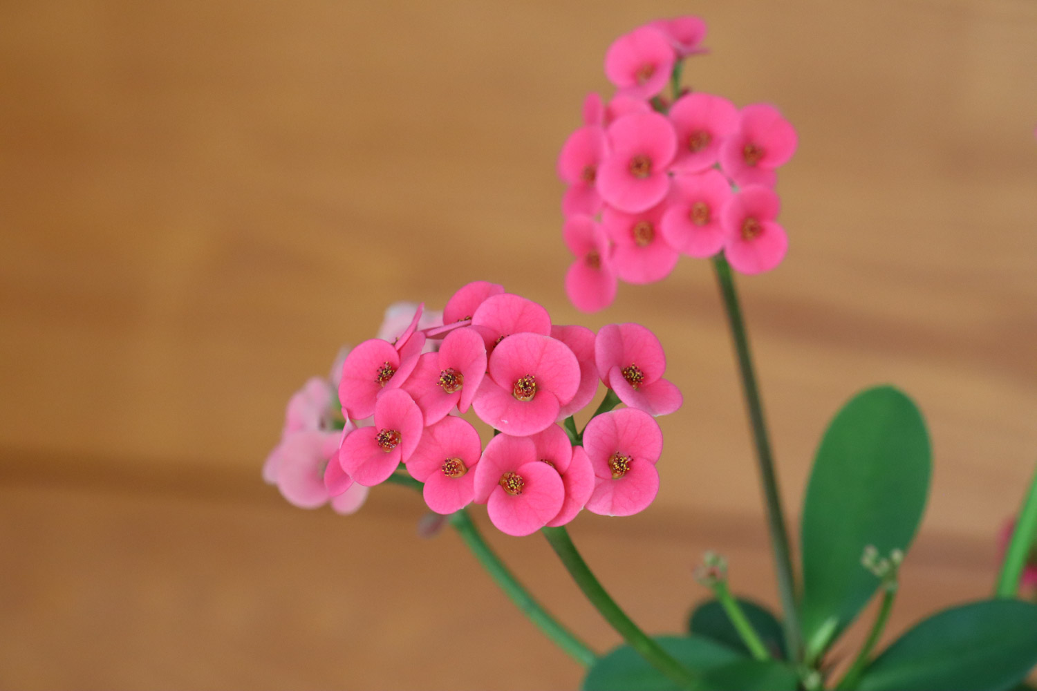 虎刺梅 虎刺梅